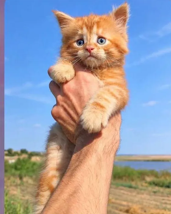 Male Maine Coon kitten for sale at Petland Blue Springs.
