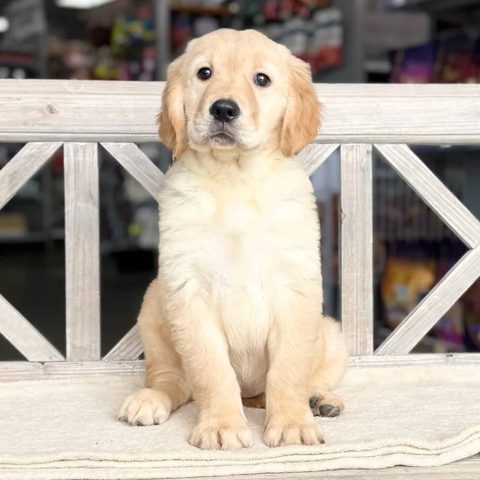 Female Golden Retriever puppy named Jeanette for sale at Petland North Kansas.