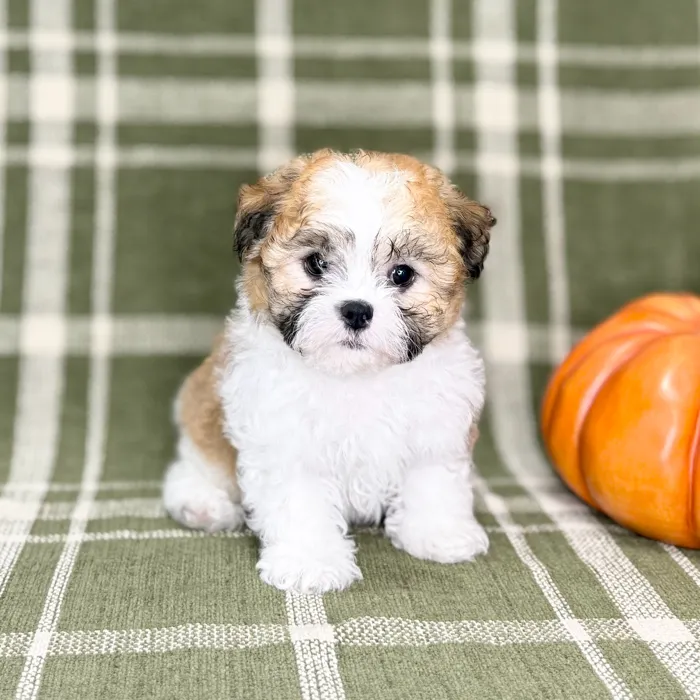 Male Teddy Bear puppy for sale at Petland Blue Springs.