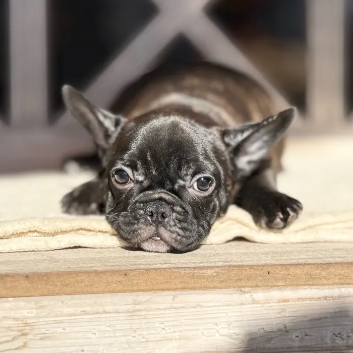 Female French Bulldog puppy named Sally for sale at Petland North Kansas.