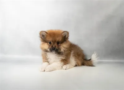 Male Pomeranian puppy for sale at Petland North Kansas.
