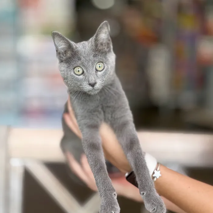 Male Russian Blue kitten named Slate for sale at Petland North Kansas.