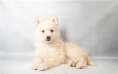 Female Hybrid puppy for sale at Petland North Kansas.