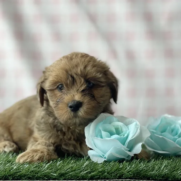 Male Shipoo puppy named Mercedes for sale at Petland North Kansas.