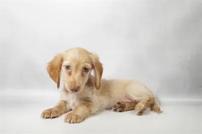 Female Dachshund puppy named Coraline for sale at Petland North Kansas.