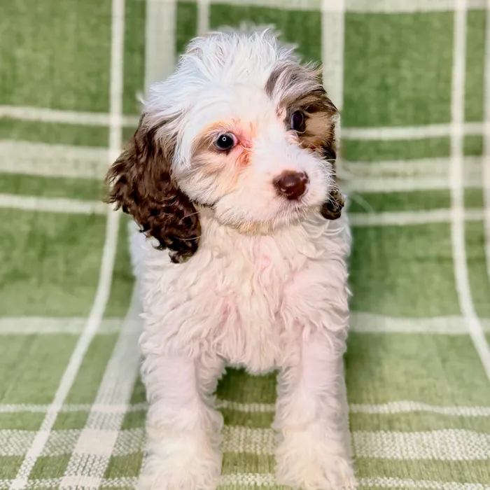 Female Cockapoo puppy named The Evil Queen for sale at Petland Blue Springs.