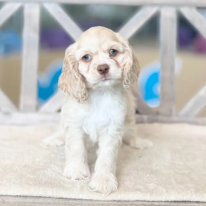 Female Cocker Spaniel puppy named Valkyrie for sale at Petland Blue Springs.