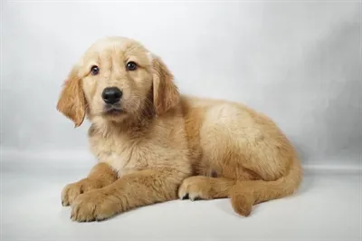 Male Golden Retriever puppy named Oogie Boogie for sale at Petland North Kansas.