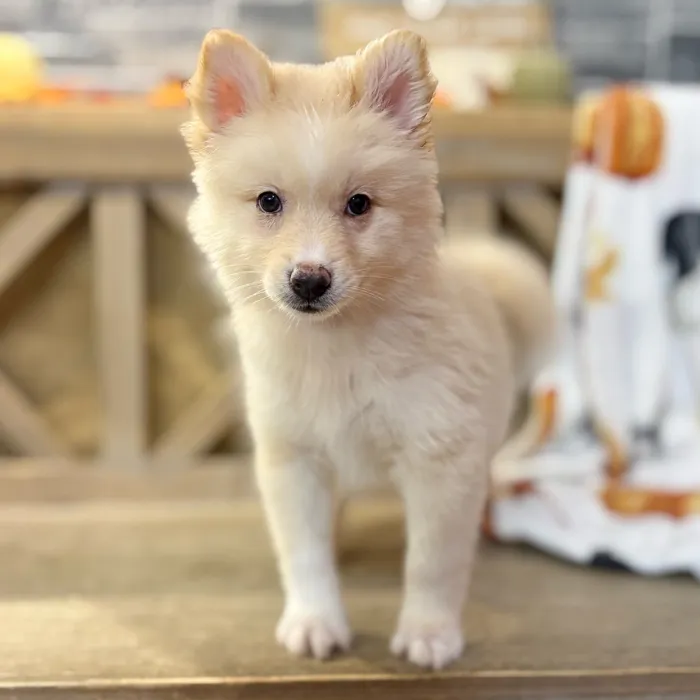 Female Pomsky puppy named Athena for sale at Petland North Kansas.