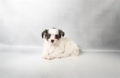 Male Chihuahua puppy for sale at Petland Blue Springs.