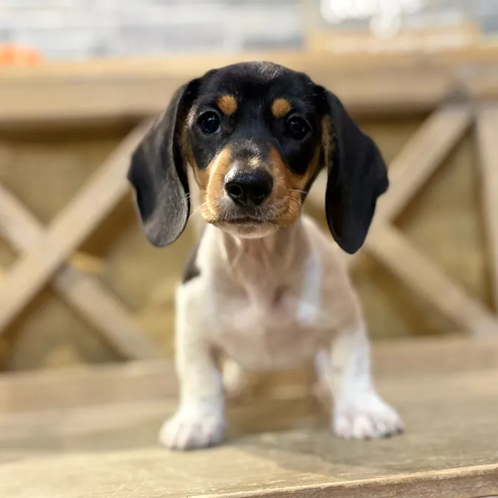 Male Dachshund puppy named Arlo for sale at Petland North Kansas.