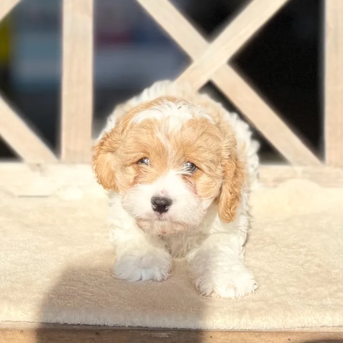 Male Cavapoo puppy named Coby for sale at Petland North Kansas.