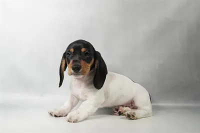 Male Dachshund puppy for sale at Petland North Kansas.