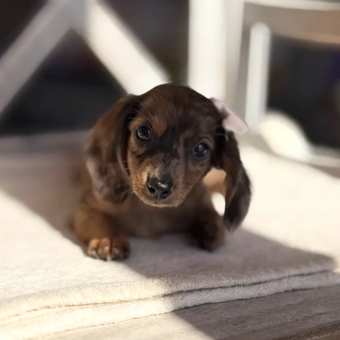 Female Dachshund puppy named Cheryl for sale at Petland North Kansas.