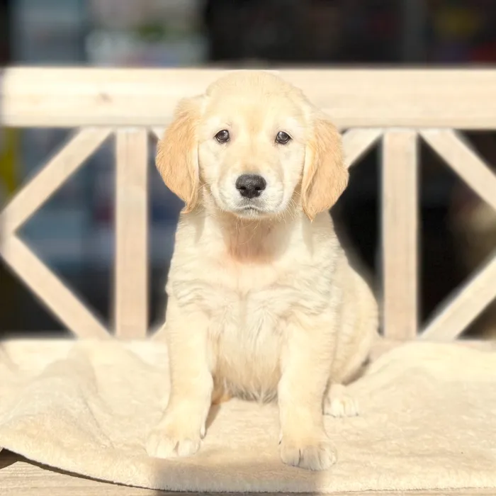 Female Golden Retriever puppy named Olive for sale at Petland North Kansas.
