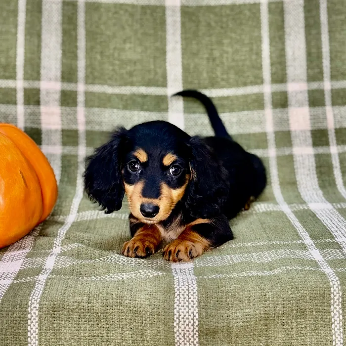 Female Dachshund puppy named Hocus for sale at Petland Blue Springs.