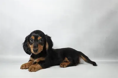 Male Dachshund puppy named Frankenweenie for sale at Petland North Kansas.