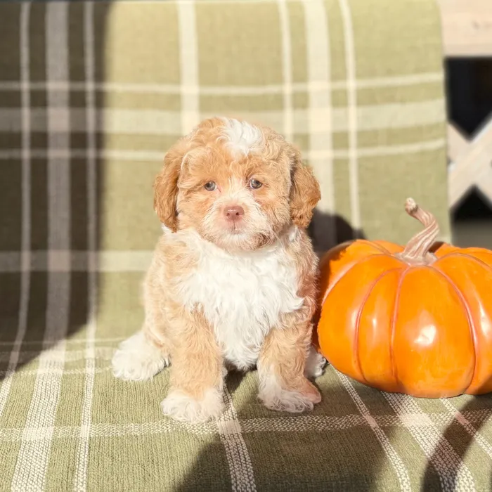 Male Shipoo puppy named Freddy Kruegar for sale at Petland Blue Springs.