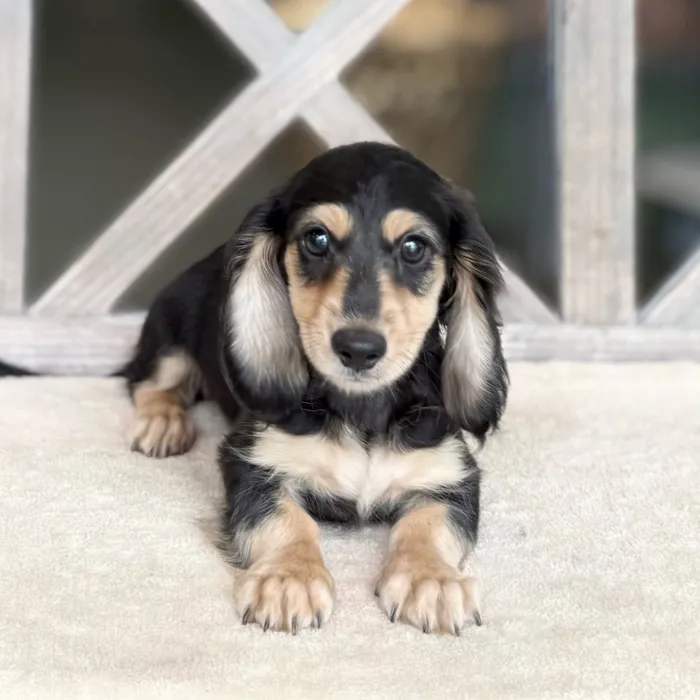 Male Dachshund puppy named Lawrence for sale at Petland Blue Springs.