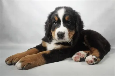 Female Bernese Mountain Dog puppy for sale at Petland North Kansas.