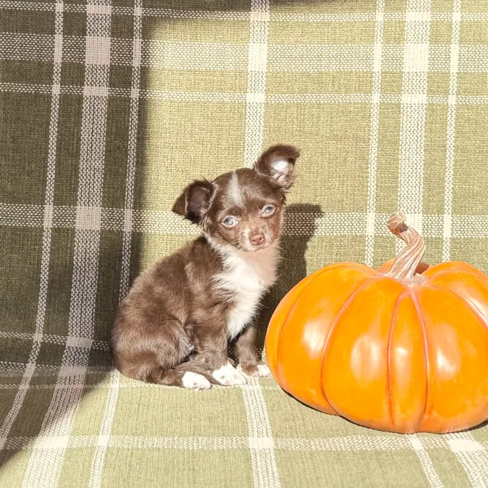 Female Chihuahua puppy named Tootsie Roll for sale at Petland Blue Springs.