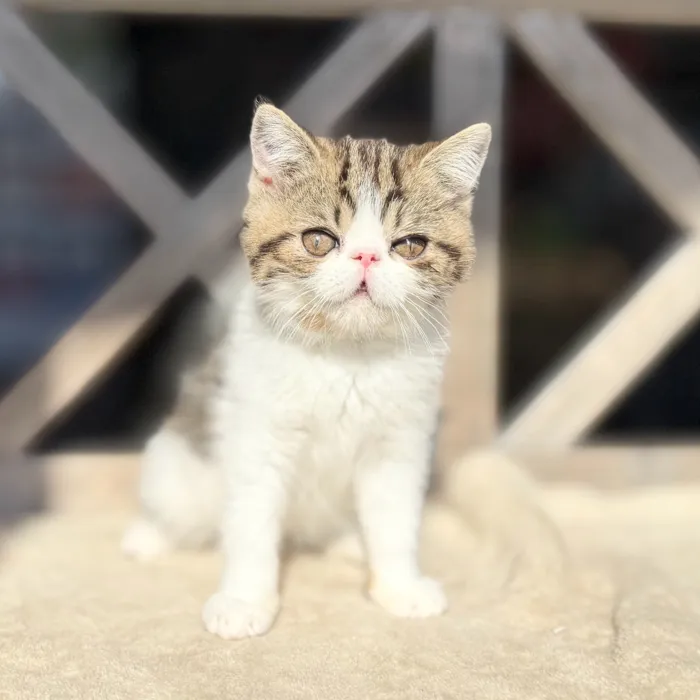Male Exotic kitten named Harry for sale at Petland Blue Springs.
