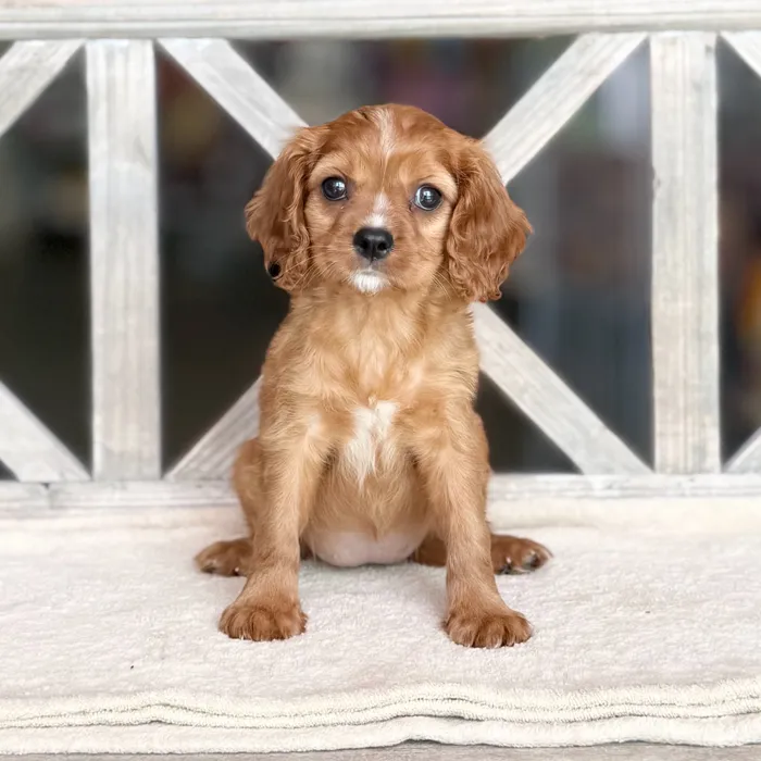 Female Cavalier King Charles Spaniel puppy named Ginny for sale at Petland North Kansas.