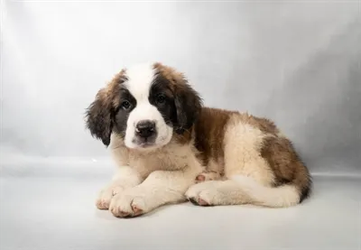 Male Saint Bernard puppy for sale at Petland North Kansas.