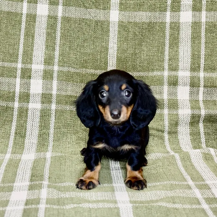 Female Dachshund puppy named Pocus for sale at Petland Blue Springs.