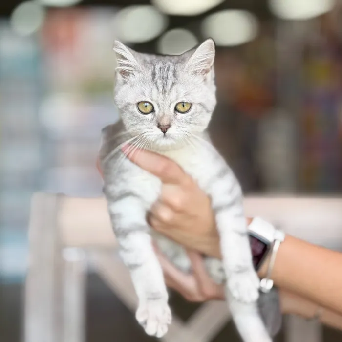 Female British Shorthair kitten named Camila for sale at Petland North Kansas.