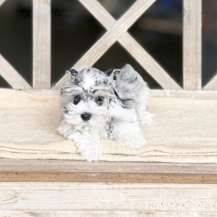 Female Mini Schnauzer puppy named Cookies N Cream for sale at Petland North Kansas.