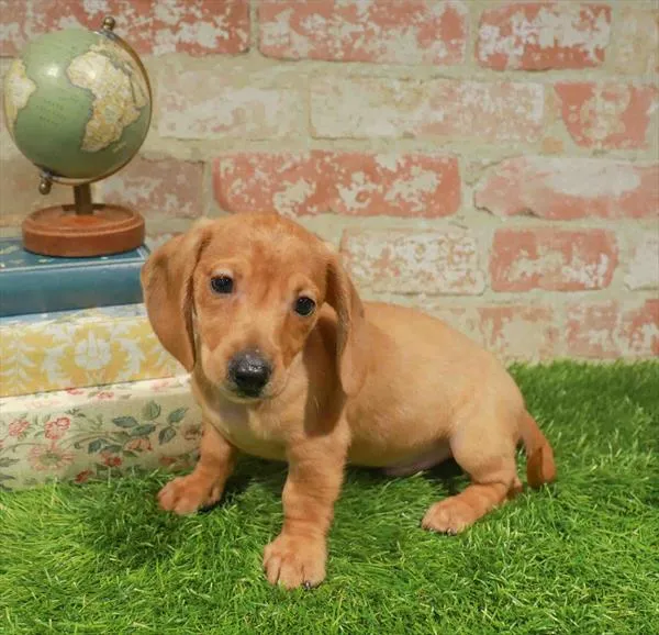 Male Dachshund puppy for sale at Petland North Kansas.