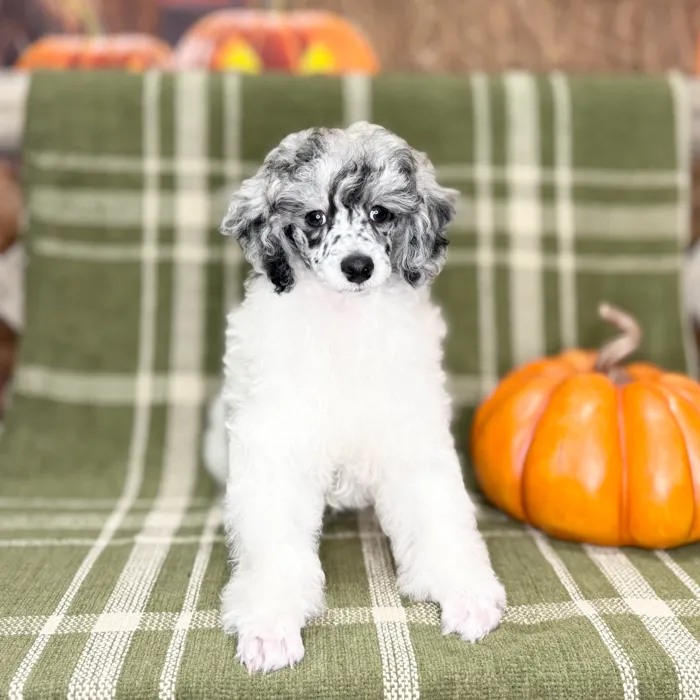 Female Poodle puppy for sale at Petland Blue Springs.