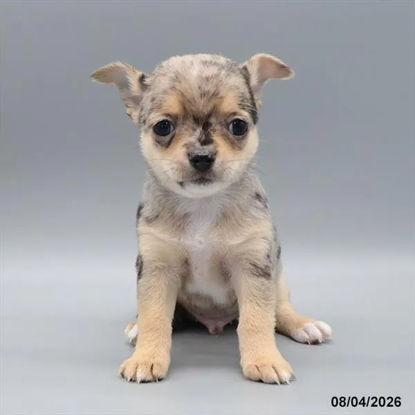 Male Chihuahua puppy for sale at Petland Blue Springs.