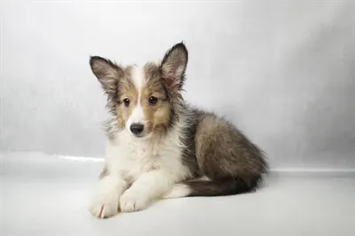 Female Sheltie puppy named Josie for sale at Petland North Kansas.