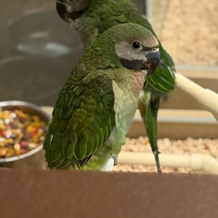 Male Derbayan X Moustache Parakeet bird named Rhino for sale at Petland Blue Springs.