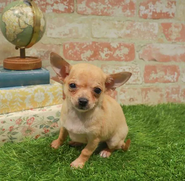 Female Chihuahua puppy for sale at Petland Blue Springs.