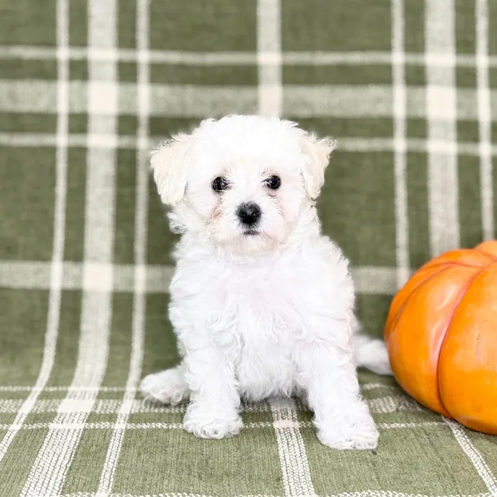 Female Bichon-Poodle puppy for sale at Petland Blue Springs.
