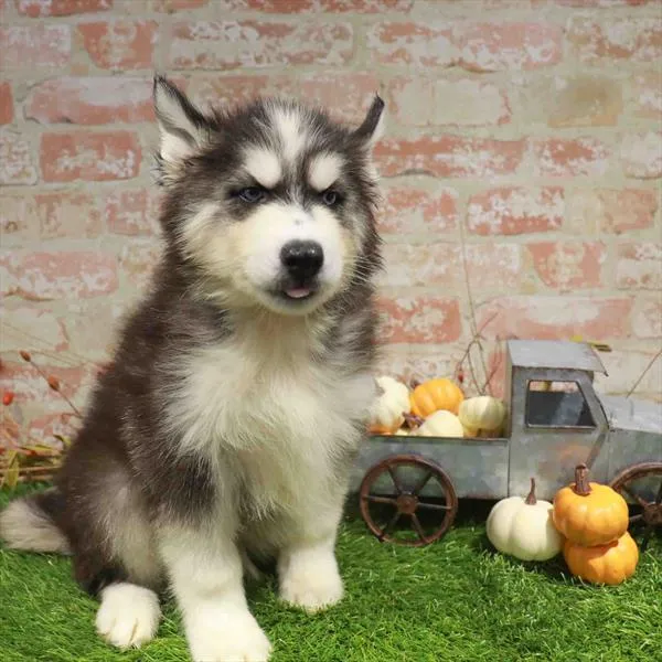Male Siberian Husky puppy named Vampire for sale at Petland Blue Springs.