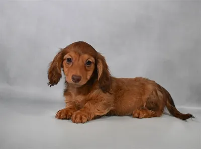 Female Dachshund puppy named Autumn for sale at Petland North Kansas.