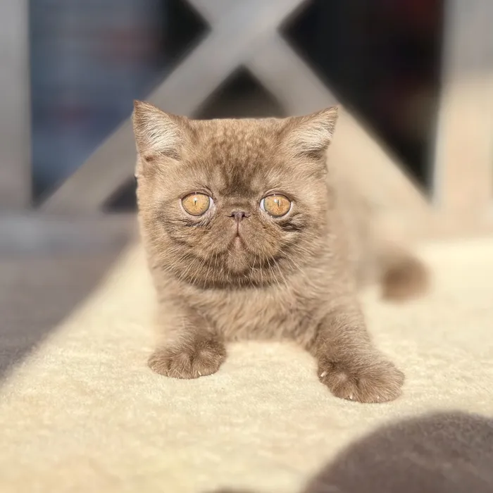 Female Exotic kitten named Tubby for sale at Petland Blue Springs.