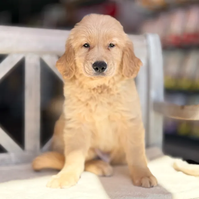 Male Golden Retriever puppy named Ginger for sale at Petland North Kansas.