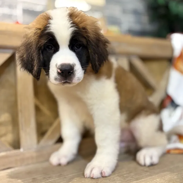 Male Saint Bernard puppy named Beethoven for sale at Petland North Kansas.