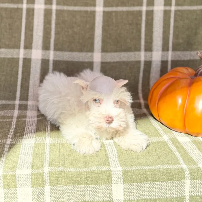 Male Mini Schnauzer puppy for sale at Petland Blue Springs.
