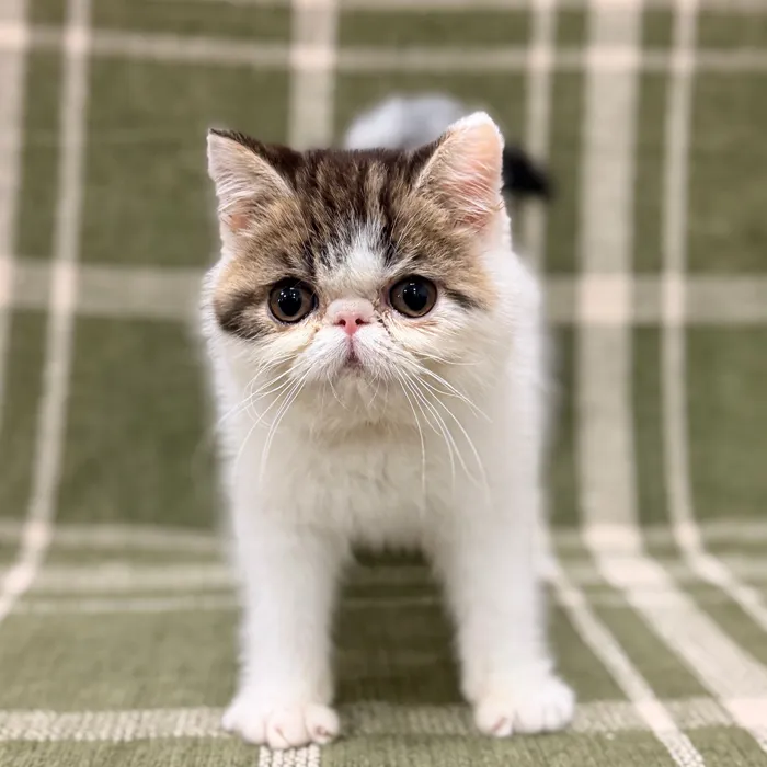 Female Exotic kitten for sale at Petland Blue Springs.