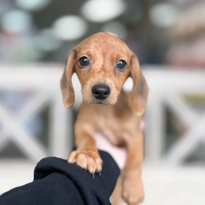 Male Dachshund puppy named Fred for sale at Petland North Kansas.