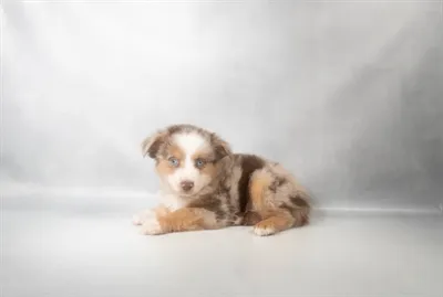 Female Toy Australian Shepherd puppy named Pixie for sale at Petland North Kansas.