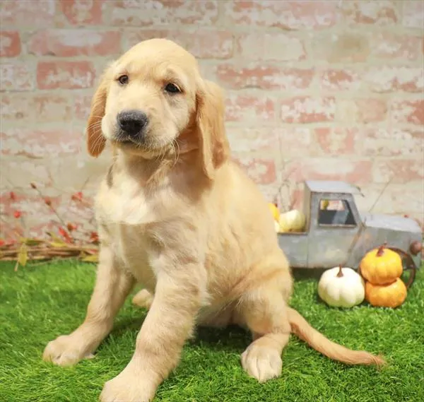 Female Golden Retriever puppy named Scarecrow for sale at Petland Blue Springs.