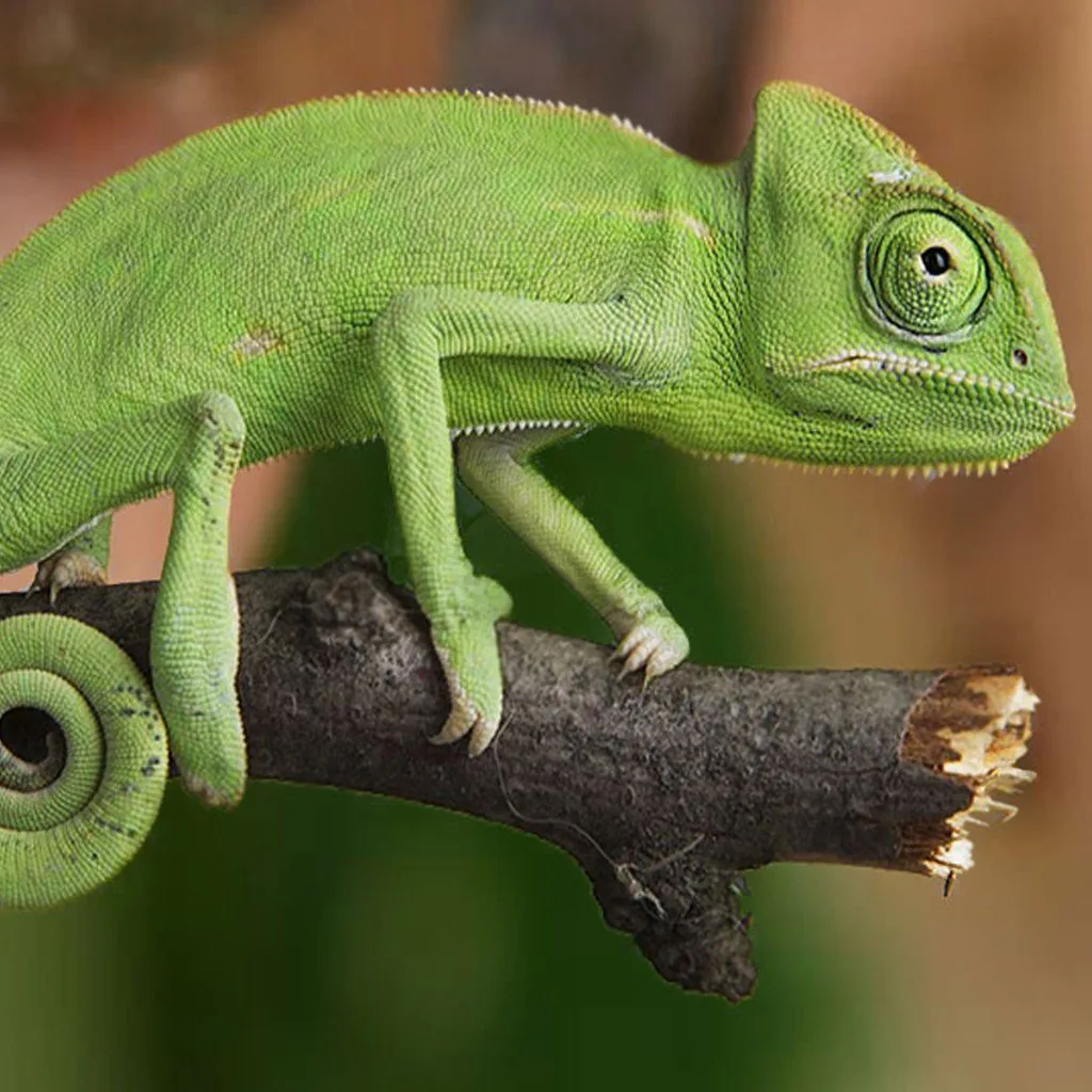 Reptiles for sale at Petland North Kansas City, MO