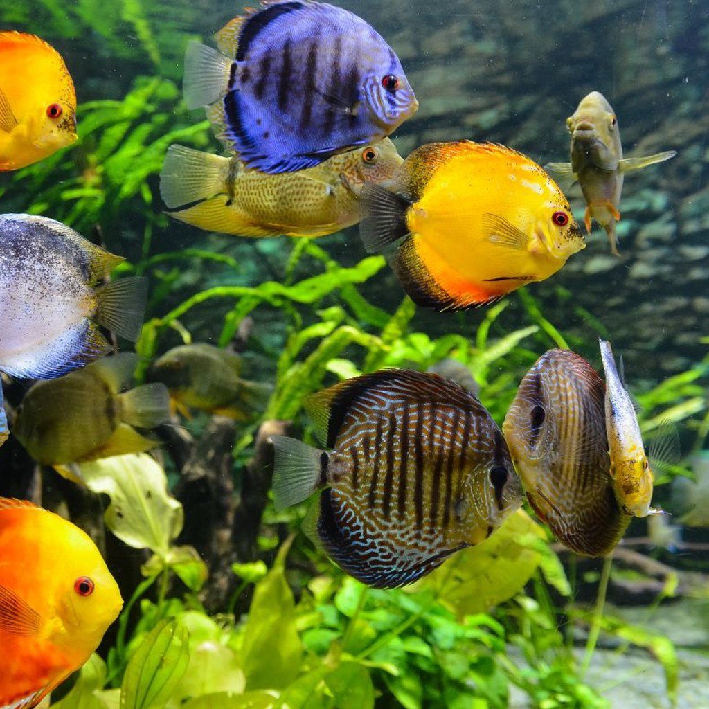 Betta Fish for sale at Petland North Kansas City, MO